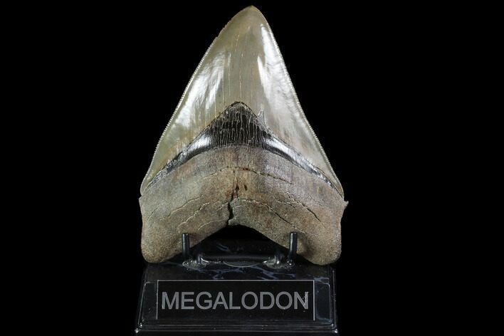 Serrated, Fossil Megalodon Tooth - Collector Quality #87080